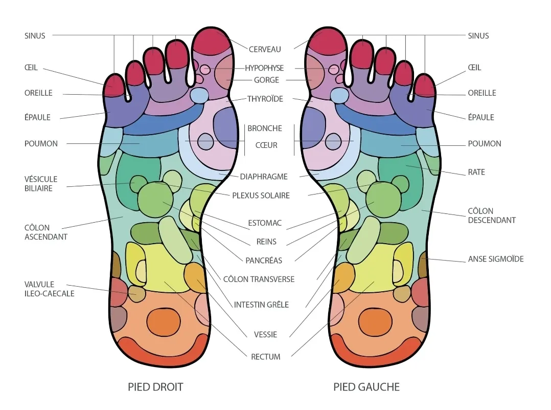 Planche de réflexologie plantaire : pied droit et pied gauche avec les zones réflexes annotées (sinus, œil, oreille, épaule, poumon, foie, estomac, reins, intestins, vessie).